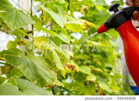 spraying borage with copper sulfate from pests and yellowing of the leaves. Copy space for text 99048806