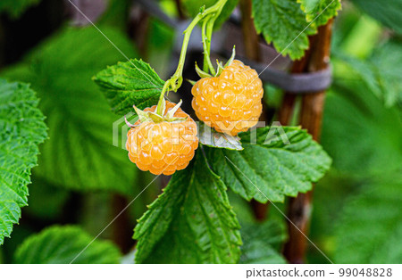 Two large raspberries on a background of green leaves. Growing raspberries in the garden. Close-up 99048828
