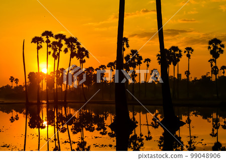 landscape of Sugar palm tree during twilight sunrise  at Pathumthani province,Thailand 99048906