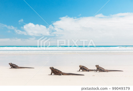 Galapagos Marine Iguanas walking on Tortuga bay beach, Santa Cruz Island, Galapagos Islands. Animals, wildlife photography. Beautiful nature landscape in Ecuador, South America 99049379