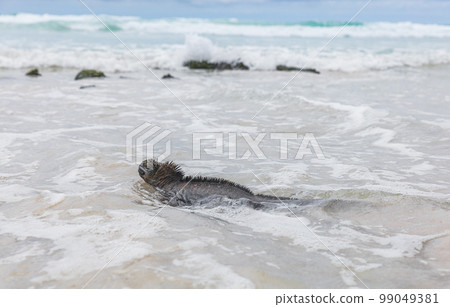 Galapagos Islands Animals. Marine Iguana swimming Tortuga bay beach. Marine iguanas n Santa Cruz Island, Galapagos Islands. Animals, wildlife and amazing nature 99049381