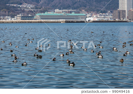 一群潛鴨漂浮在琵琶湖 99049416