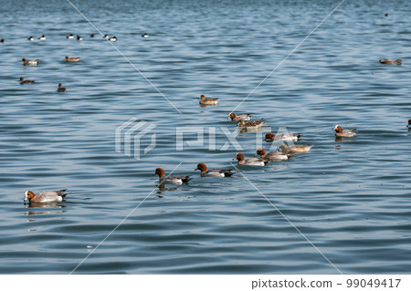 琵琶湖的一群野鴿 99049417