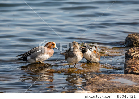 琵琶湖岸邊的歐亞Wigeon 99049421