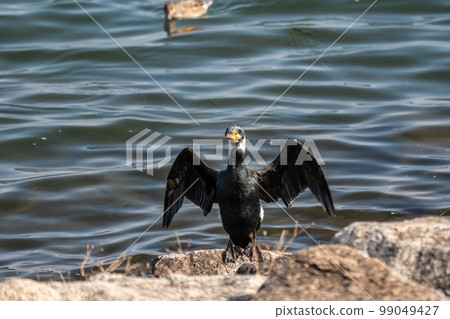 Cormorants spreading their wings on the shores of Lake Biwa 99049427