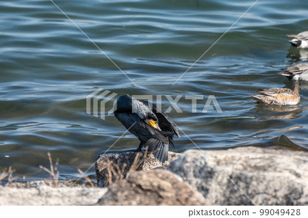 Cormorants on the shores of Lake Biwa 99049428