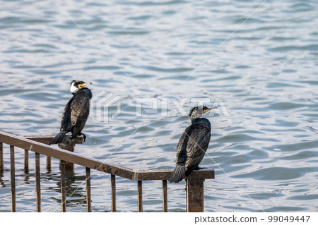 Cormorant standing on railing 99049447