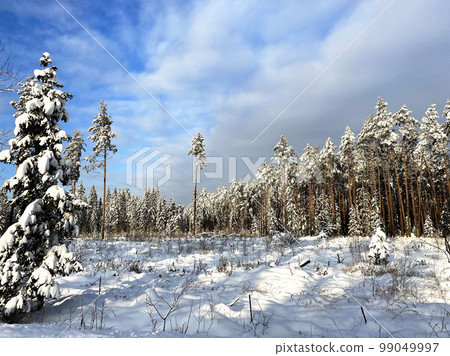 Winter landscape 99049997