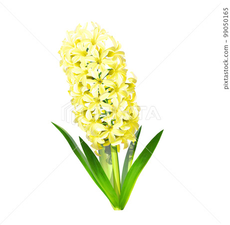 Illustration of yellow hyacinth 99050165
