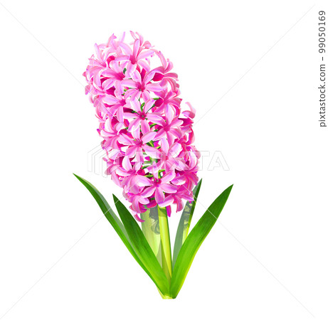 粉色風信子的插圖 99050169