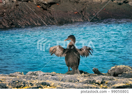 Galapagos birds and animals wildlife. Famous flightless cormorant aka galapagos cormorants drying wings by sea on Fernandina island, Espinoza Point, Galapagos, Ecuador, South America travel 99050801