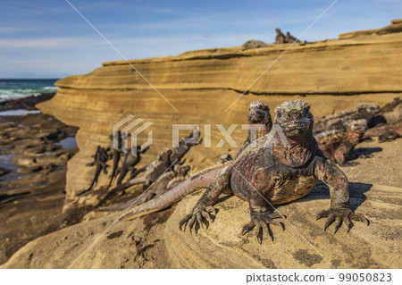 Galapagos Marine Iguanas sunbathing on volcanic rocks in Puerto Egas aka Egas port Santiago island, Ecuador. Wildlife photography animals on Galapagos Islands 99050823