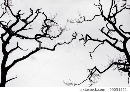Abstract connection of twisted branches of trees with white sky. Abstract connection of twisted branches of trees with white sky. 99051251