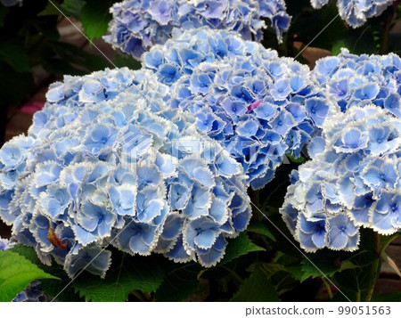 繡球花蒙娜麗莎 99051563