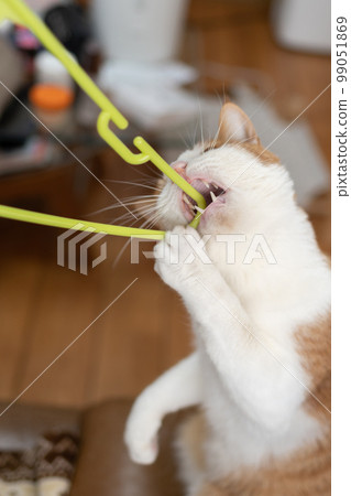 A cat chewing on a hanger Brown tiger white A cat chewing on a hanger Brown tiger white 99051869