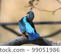 Kingfisher grooming 99051986