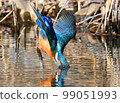 Kingfisher dive scene 99051993