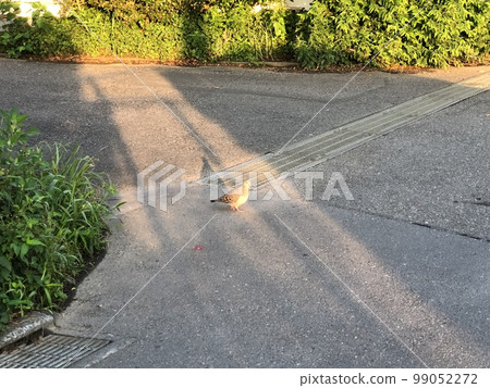 A pigeon standing in a residential area in the morning A pigeon standing in a residential area in the morning 99052272
