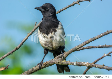 Eurasian Magpie (Pica pica) perched on a branch in spring. 99052937