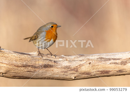 European Robin (Erithacus rubecula) perched on a branch in the forest in winters. 99053279