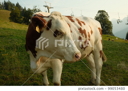 Closeup of a bicolor cow with flies on a mountain meadow in Saalfelden, Salzburg, Austria. 99053480