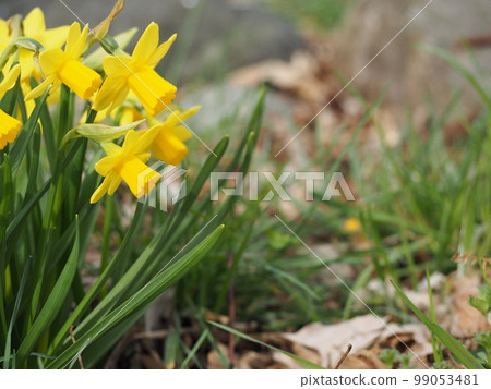 Spring flower yellow narcissus ① 99053481