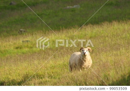 Lone Icelandic sheep grazing in a tall yellow grass landscape in Iceland Lone Icelandic sheep grazing in a tall yellow grass landscape in Iceland 99053509