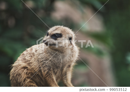 Closeup of a meerkat in a zoo 99053512