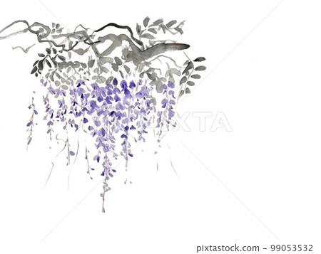  Wisteria flowers 99053532