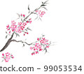 Cherry Blossom	 99053534