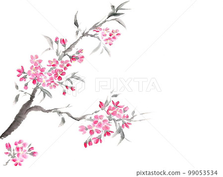 櫻花 櫻花 99053534