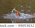 翠鳥嘴裡叼著魚躍出水面 99053632