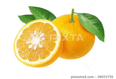 sweet summer mandarin orange illustration realistic sweet summer mandarin orange illustration realistic 99053756