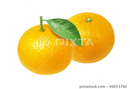 sweet summer mandarin orange illustration realistic sweet summer mandarin orange illustration realistic 99053760