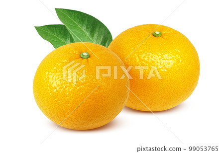 甜蜜的夏日橘子插畫逼真 99053765