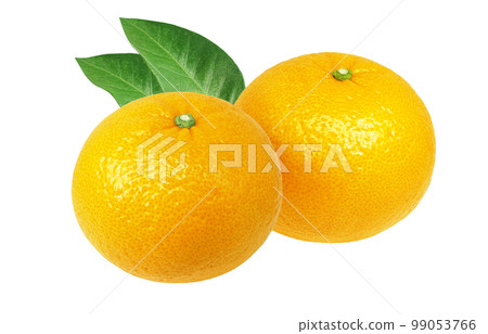 甜蜜的夏日橘子插畫逼真 99053766