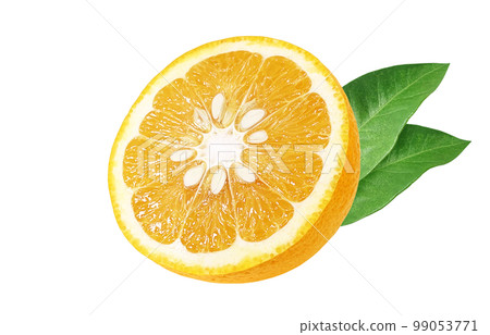 甜蜜的夏日橘子插畫逼真 99053771