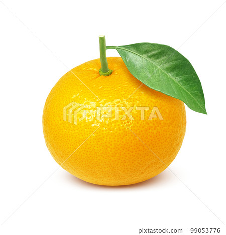 甜蜜的夏日橘子插畫逼真 99053776