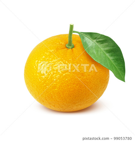 甜蜜的夏日橘子插畫逼真 99053780