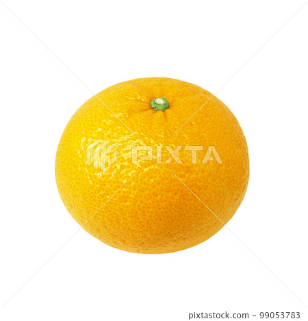 甜蜜的夏日橘子插畫逼真 99053783