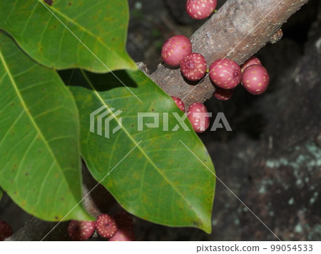 Ako 果實(桑科半常綠喬木)學名:Ficus superba var. japonica Ako 果實(桑科半常綠喬木)學名:Ficus superba var. japonica 99054533