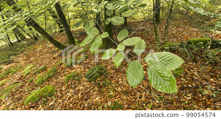 Coastal Beech Forest of Caviedes, Oyambre Natural Park, Cantabria, Spain 99054574