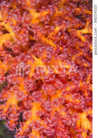 Multi-branched Trees Soft Coral, Lembeh, Indonesia 99054585