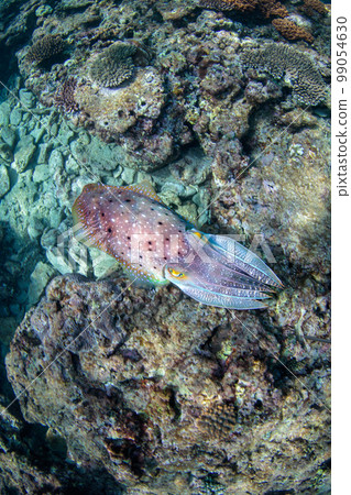 烏賊 烏賊 99054630