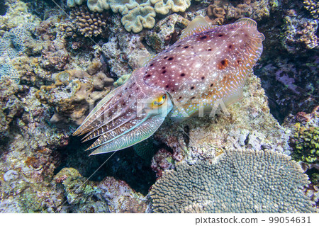 Kobushime Kobushime 99054631