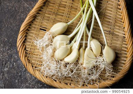 新鮮發芽的大蒜 99054925