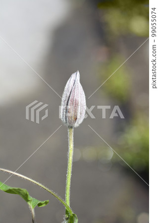 Nubia Clematis 99055074