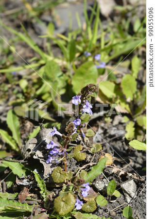 Ground-ivy 99055096