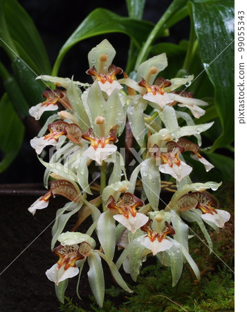 Coelogyne assamica西方蘭花祖 99055343