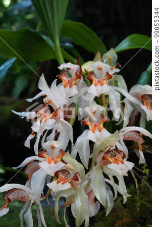 Coelogyne assamica西方蘭花祖 99055344